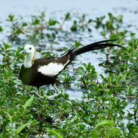 Pheasant-tailed Jacana